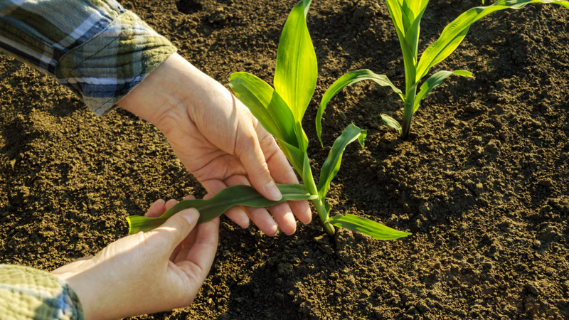 Plantação de milho