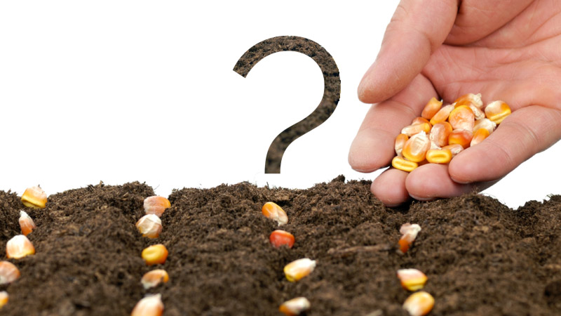 Dúvidas sobre milho Dúvidas sobre milho