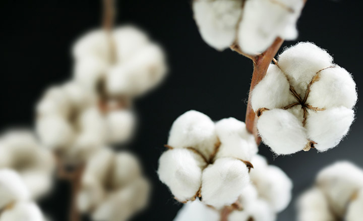 Algodão