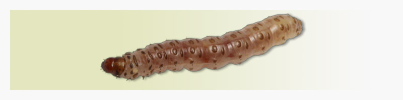 Diatraea saccharalis: praga da cana-de açúcar Diatraea saccharalis: praga da cana-de açúcar