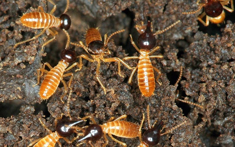 Nasutitermes spp: praga da cana-de-açúcar Nasutitermes spp: praga da cana-de-açúcar