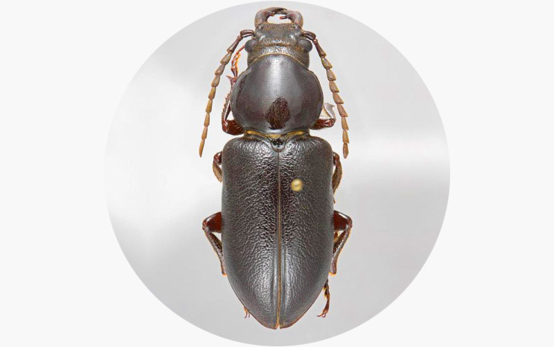 Migdolus fryanus: praga da cana-de-açúcar Migdolus fryanus: praga da cana-de-açúcar