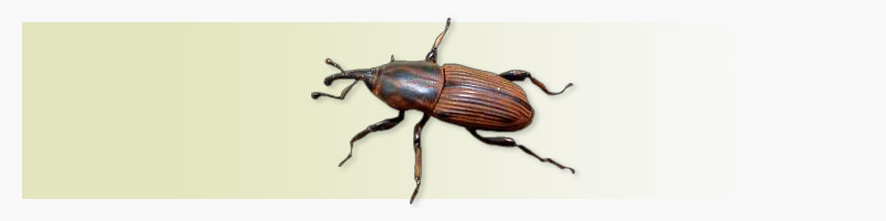 Sphenophorus levis: praga da cana-de-açúcar Sphenophorus levis: praga da cana-de-açúcar