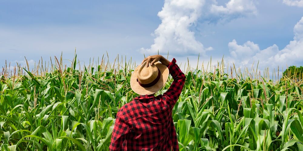 A importância da agricultura no papel da transformação da humanidade - Foto mostrando uma lavoura de milho