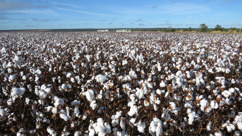 Campo de algodão