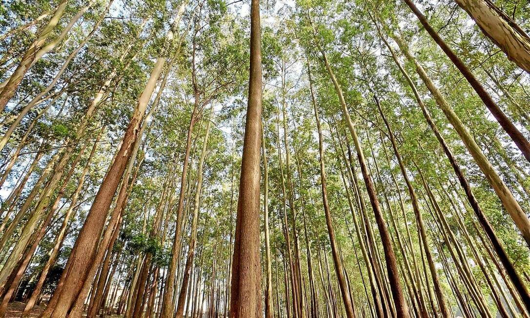 eucalipto transgênico eucalipto transgênico