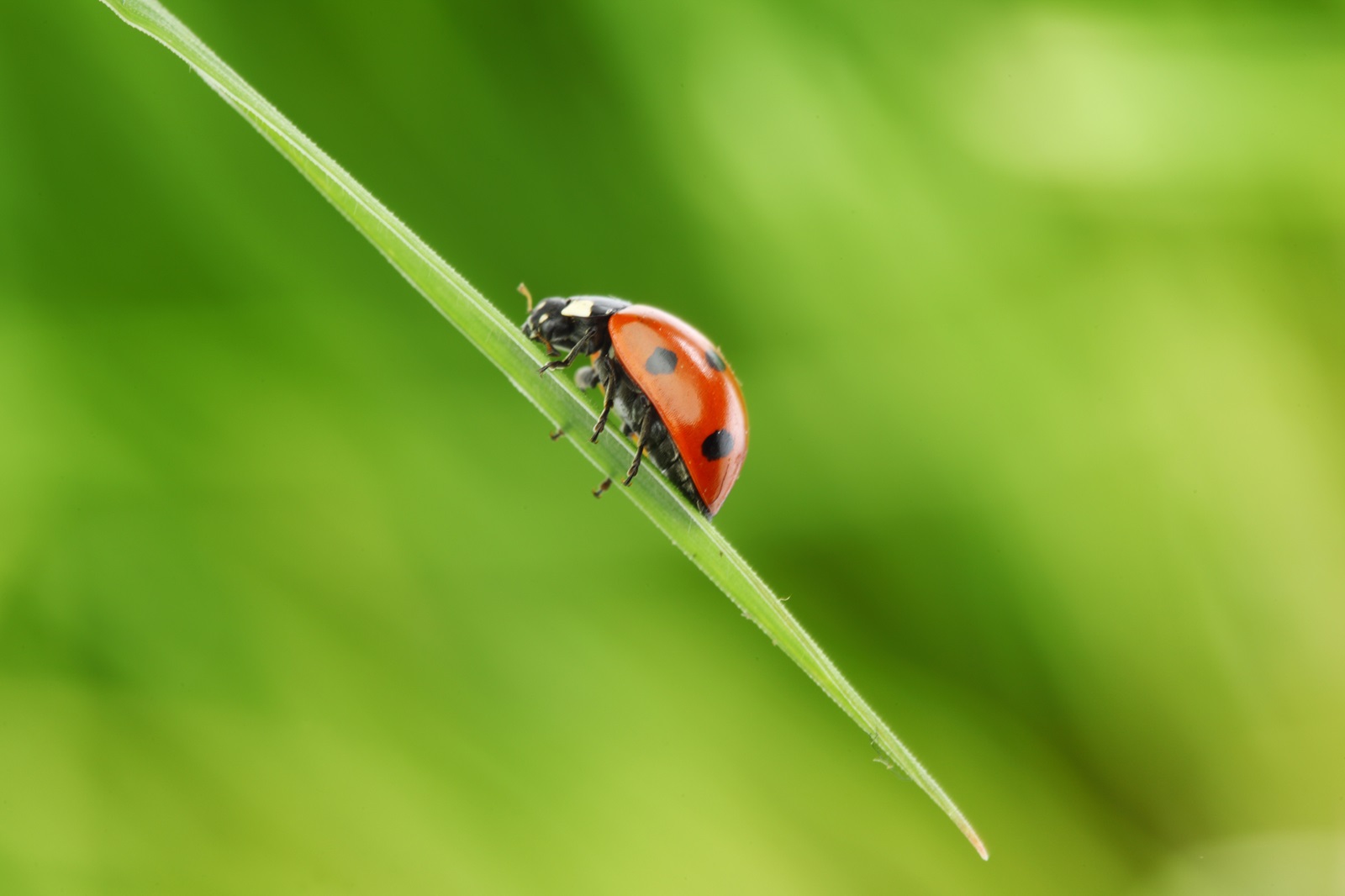 Mercado de bioinsumos cresceu 15% na safra 2023/2024