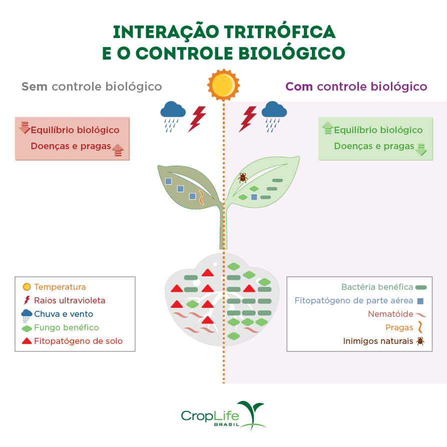 Interação Tritrófica com e sem produtos biológicos de controle Ilustração com 2 folhas de plantas e informações acerca da interação tritrófica e os tipos de controle biológico.