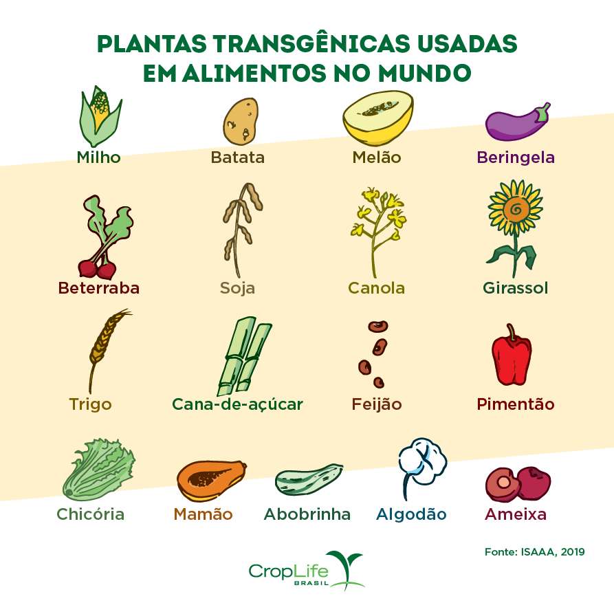 Plantas transgênicas usadas em alimentos no mundo Imagens de alimentos transgênicos usados no mundo