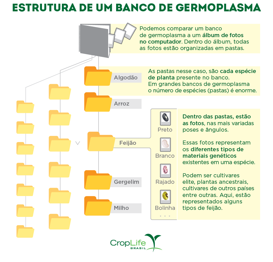 Estrutura de um banco de germoplasma Estrutura de um banco de germoplasma