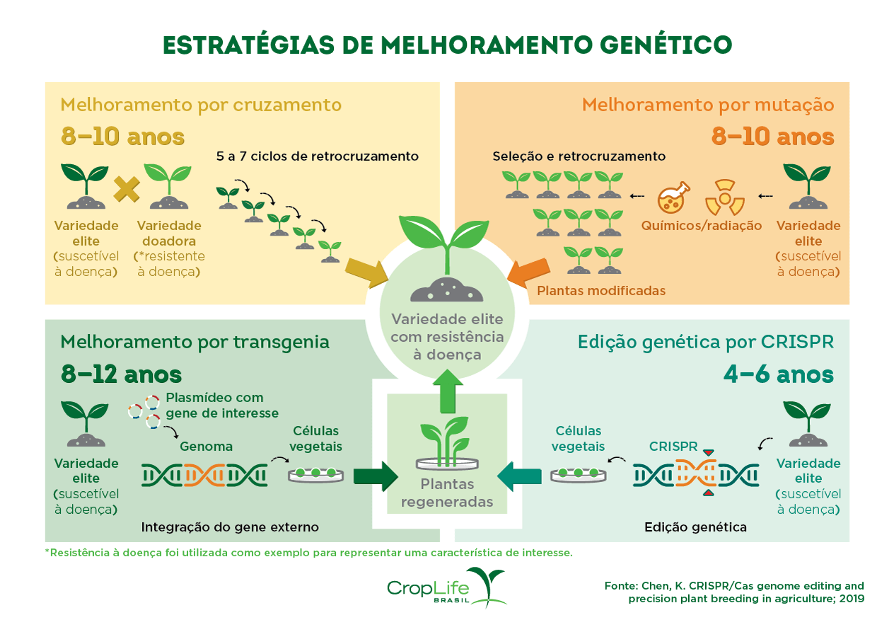 Gráfico Estratégicas de Melhoramento Genético