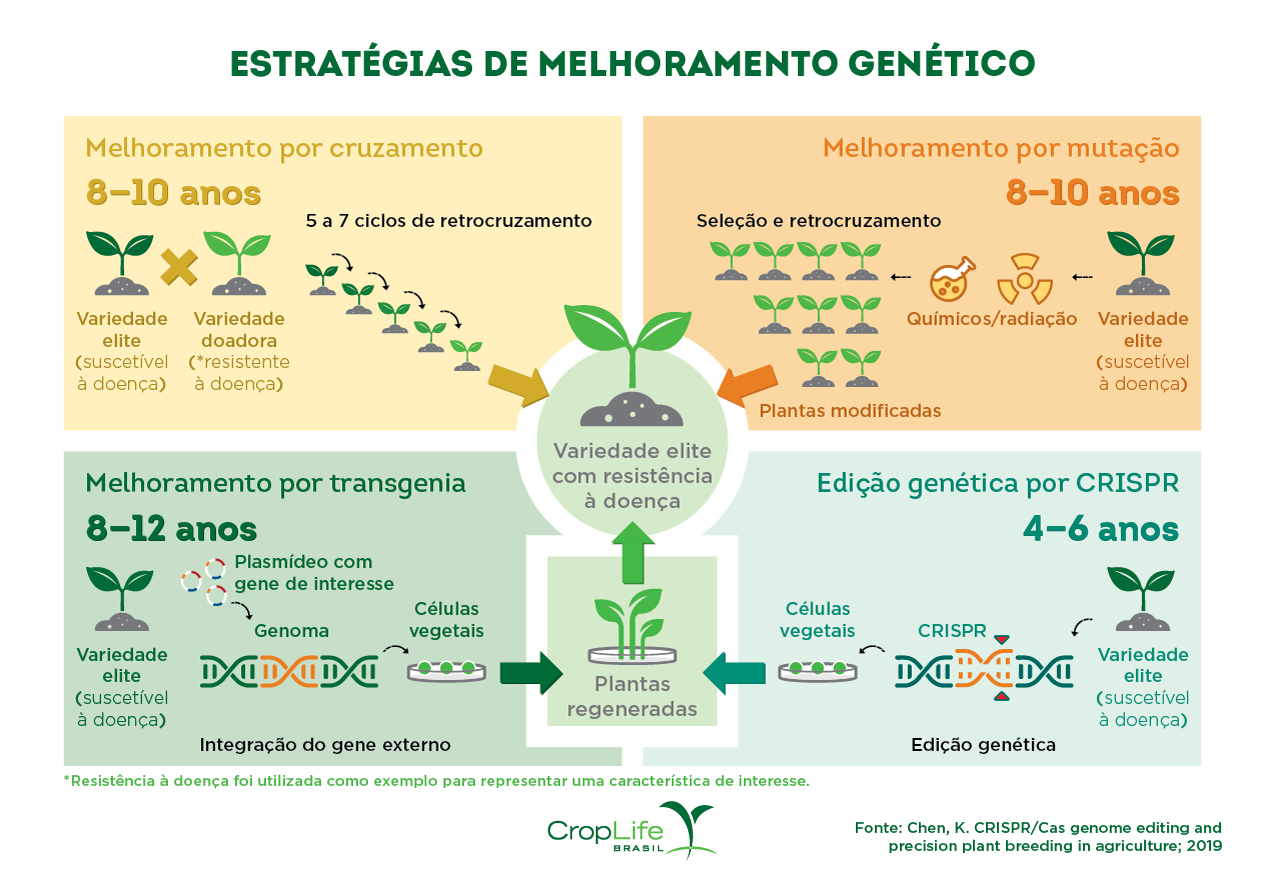 Estratégias de melhoramento genético