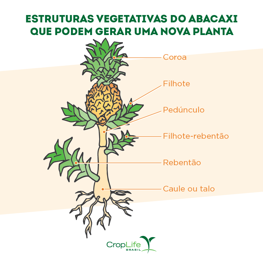 Estrutura vegetativa do abacaxi que pode gerar uma nova planta para propagação vegetativa Estrutura vegetativa do abacaxi que pode gerar uma nova planta para propagação vegetativa