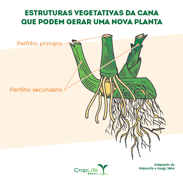 Estrutura vegetativa da cana que pode gerar uma nova planta para propagação vegetativa Estrutura vegetativa da cana que pode gerar uma nova planta para propagação vegetativa