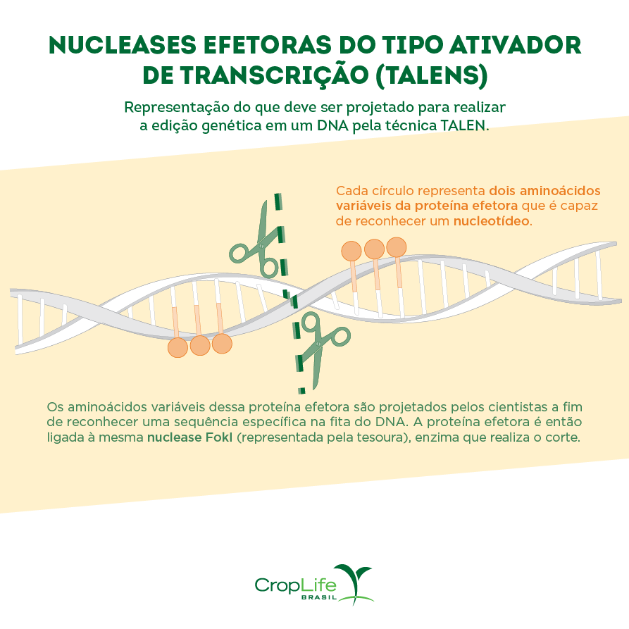 edição gênica: nucleases efetoras do tipo ativador de transcrição edição gênica: nucleases efetoras do tipo ativador de transcrição