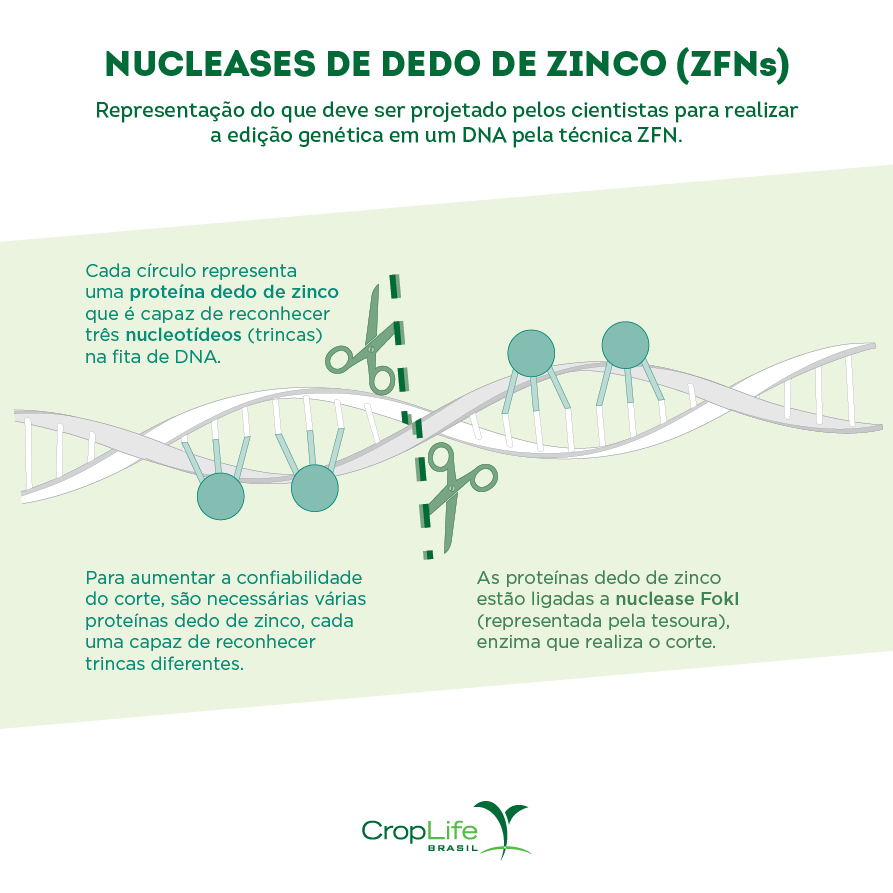 edição gênica: nucleases de dedo de zinco edição gênica: nucleases de dedo de zinco