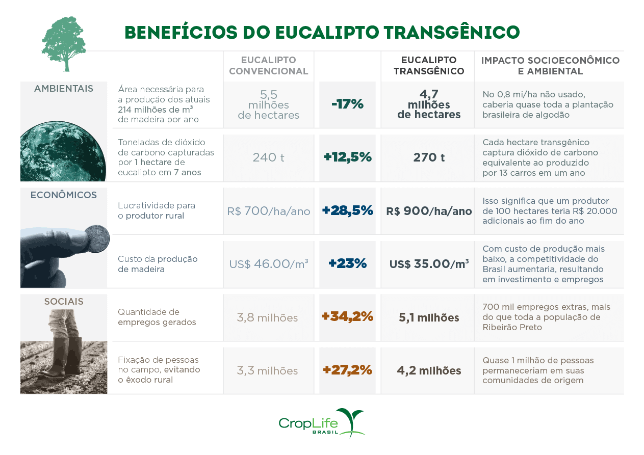 Benefícios do eucalipto transgênico Benefícios do eucalipto transgênico
