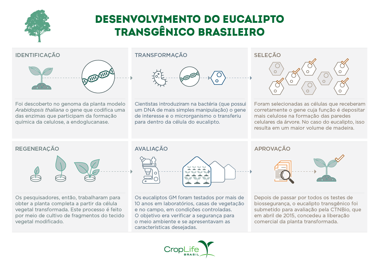 Desenvolvimento do eucalipto transgênico brasileiro Desenvolvimento do eucalipto transgênico brasileiro