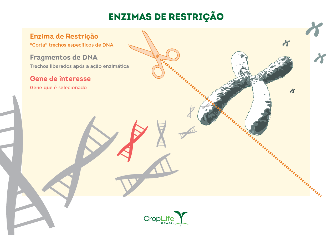 Enzimas de restrição para organismos geneticamente modificados Infográfico explicando o funcionamento das enzimas de restrição para organismos geneticamente modificados