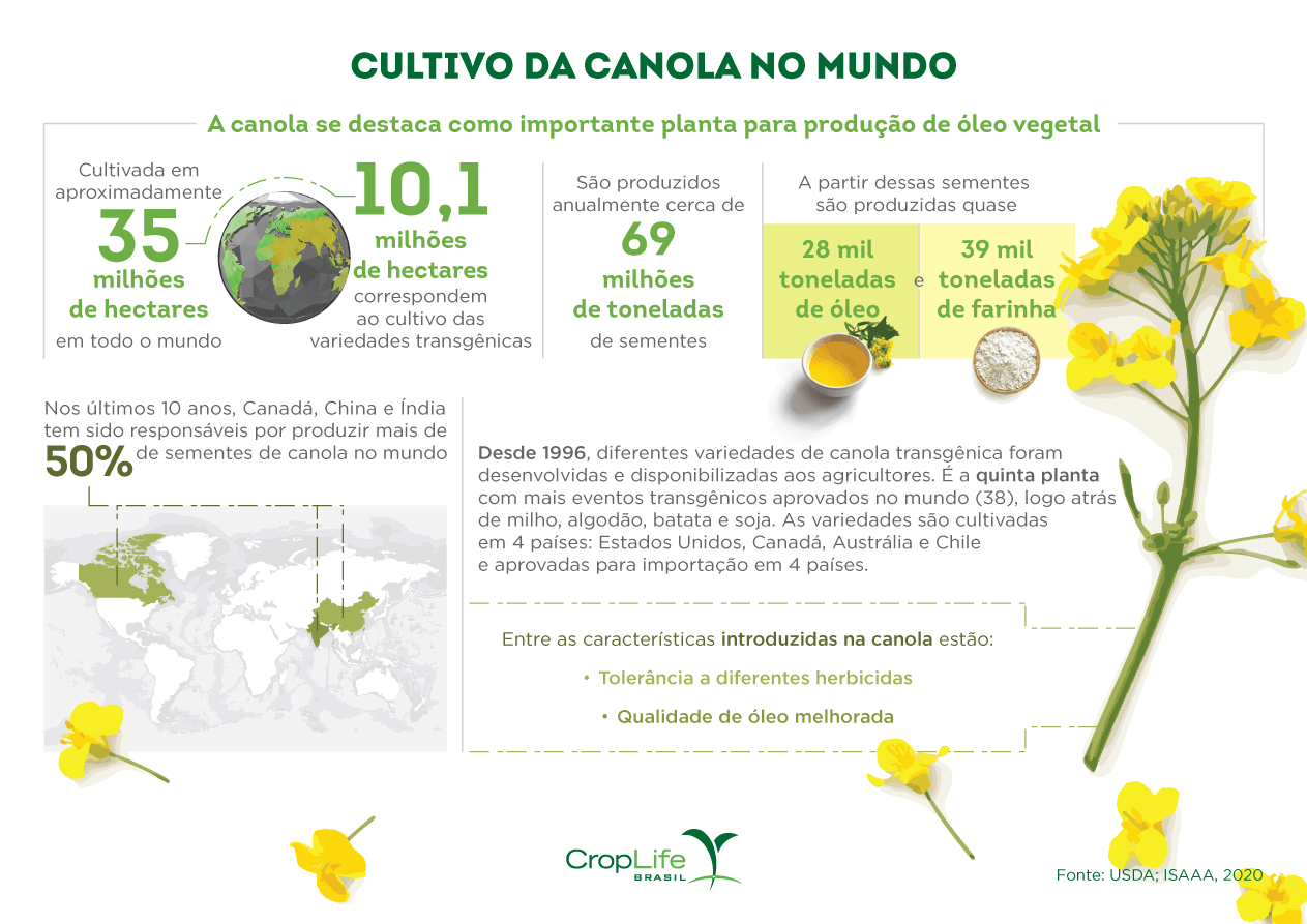 Cultivo de canola no mundo - canola transgênica Infográfico mostrando o cultivo de canola e canola transgênica no mundo, utilizada para produzir o saudável óleo de canola