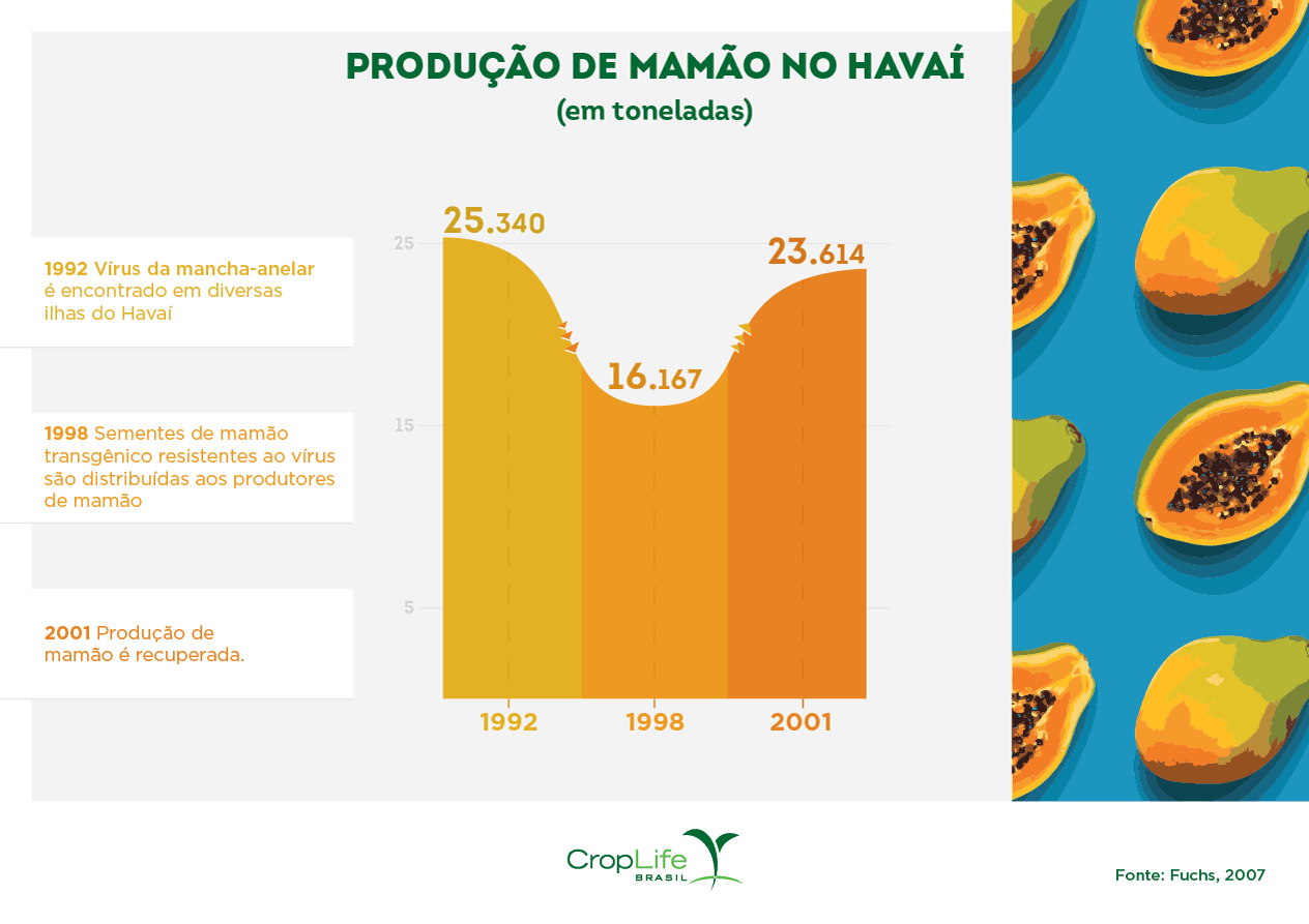 Infográfico mostrando a produção e os benefícios do mamão transgênico no Havaí