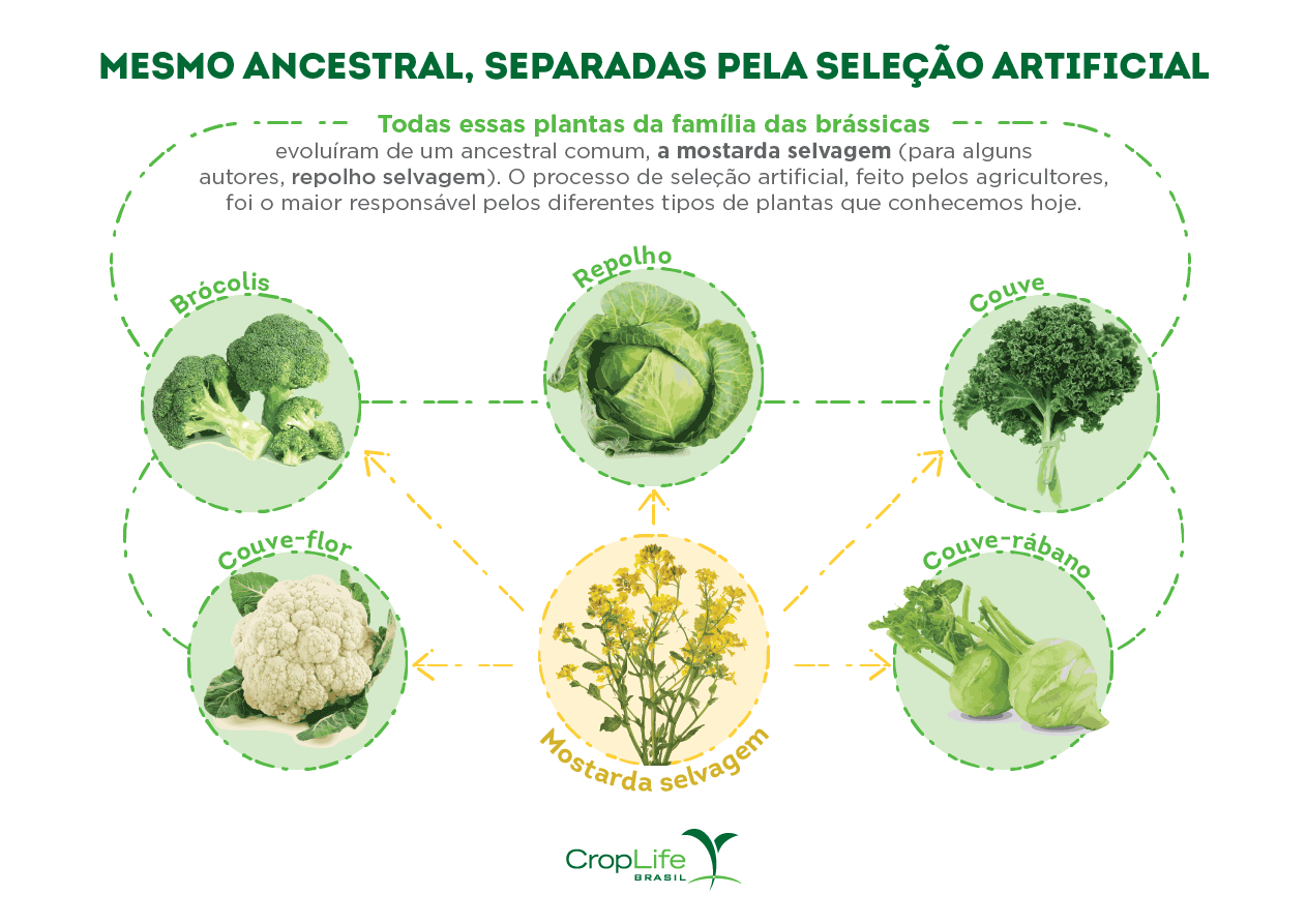 Seleção artificial