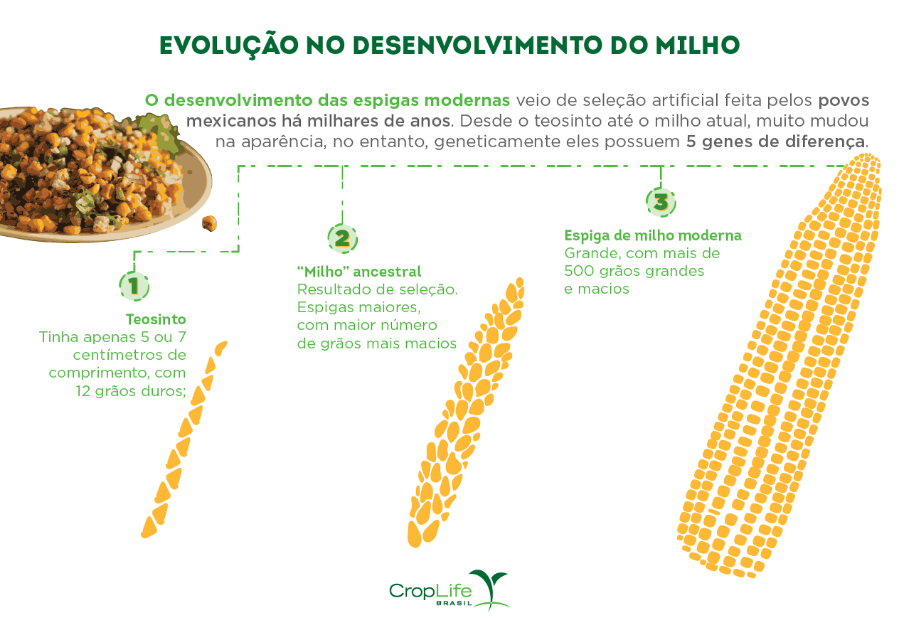 Seleção artificial