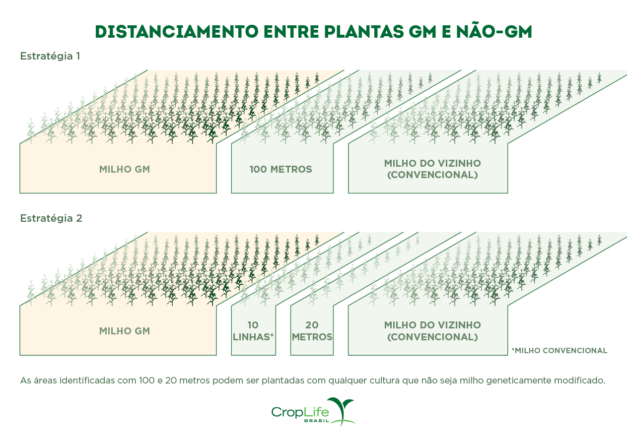 Distanciamento entre plantas GM e não-GM