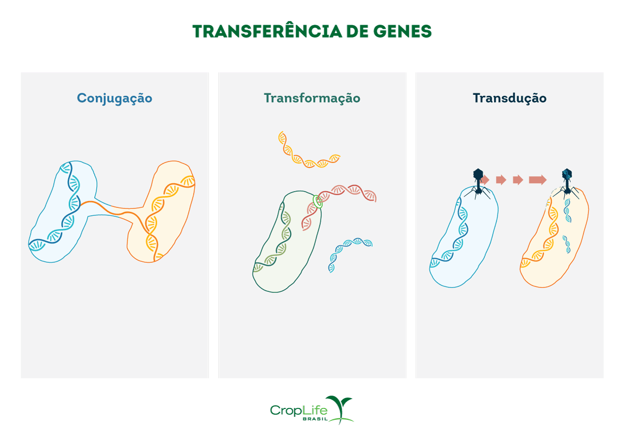 Três mecanismos para realizar a transferência horizontal de genes