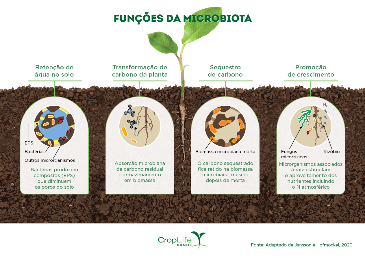 Funções da Microbiota do solo Demonstração das Funções da Microbiota do solo
