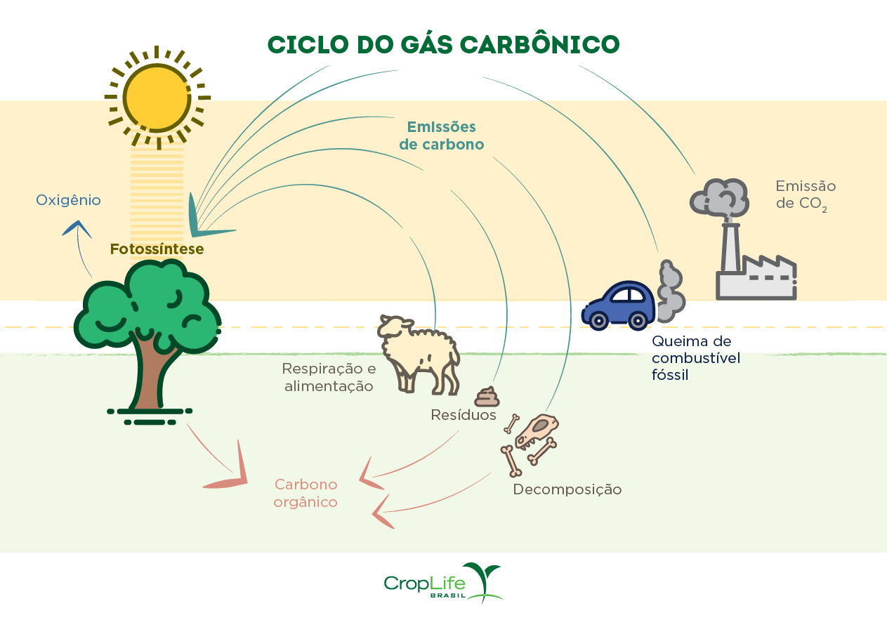 Ciclo do Gás Carbônico - Descarbonização gráfico sobre o Ciclo do Gás Carbônico - Descarbonização
