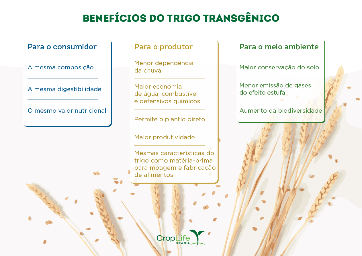 benefícios do trigo trasngênico