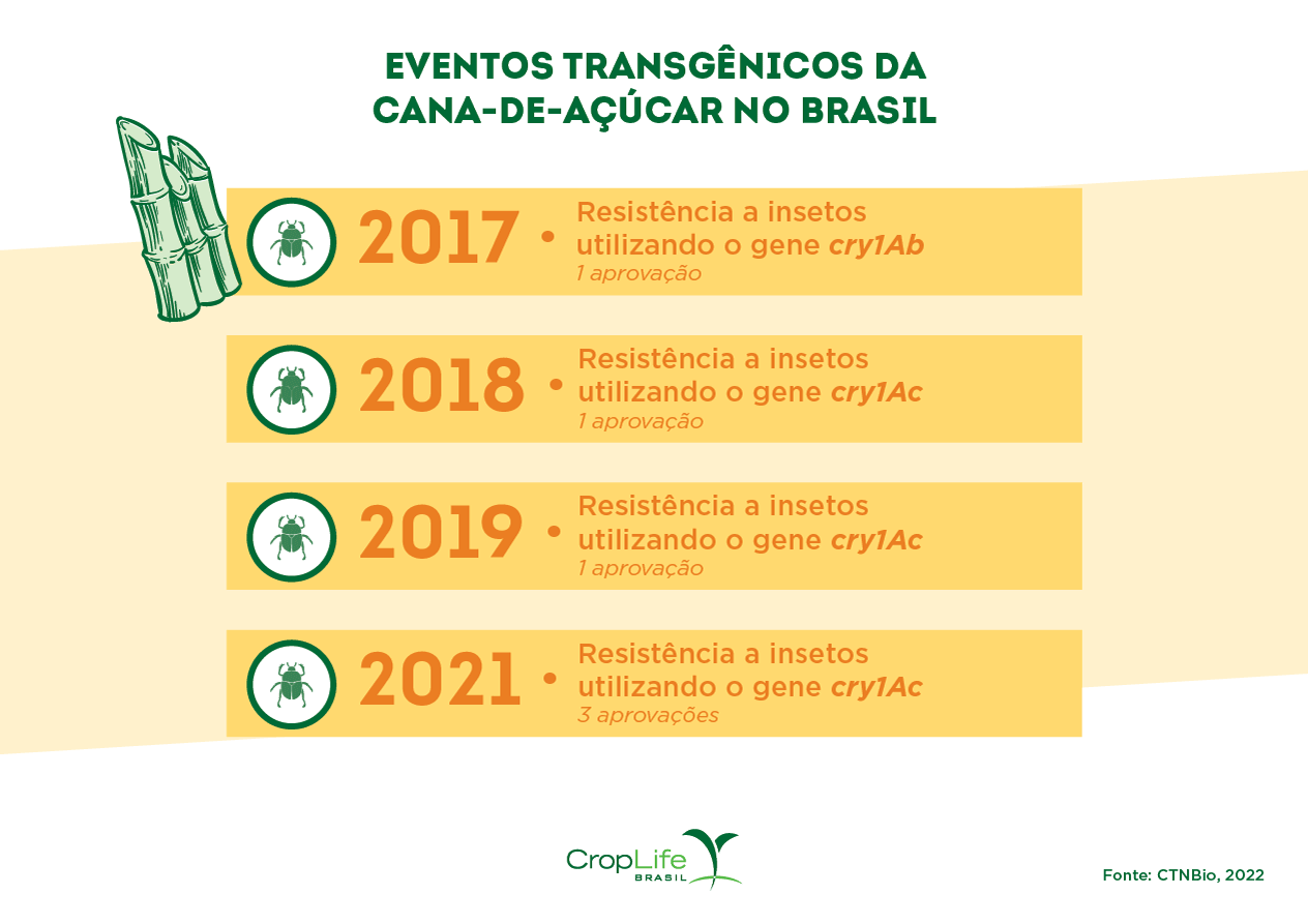 aprovações de canas trasngênicas no Brasil