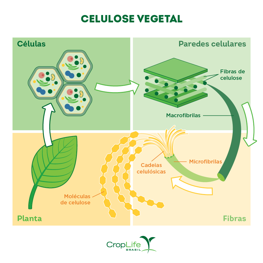 Infográfico representando onde se encontra a celulose vegetal